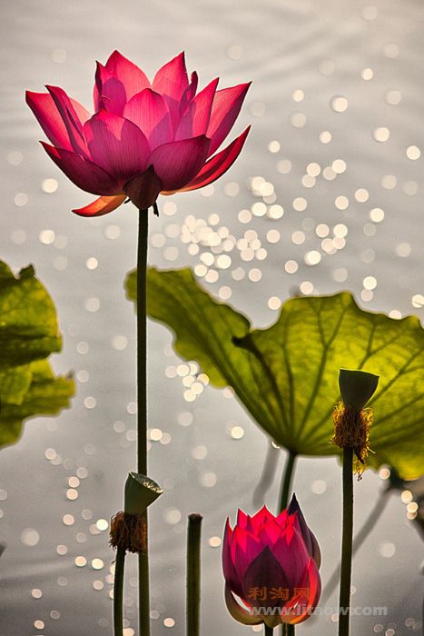 花开花谢自风流.jpg